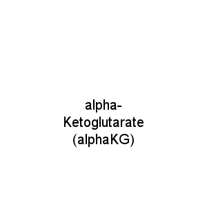 alpha-Ketoglutarate (alphaKG)